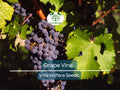 30 Grape Vine Seeds Vitis vinifera for Home Garden, Vineyard, Wine & Table Grapes, Cold-Hardy, High-Quality Fruit