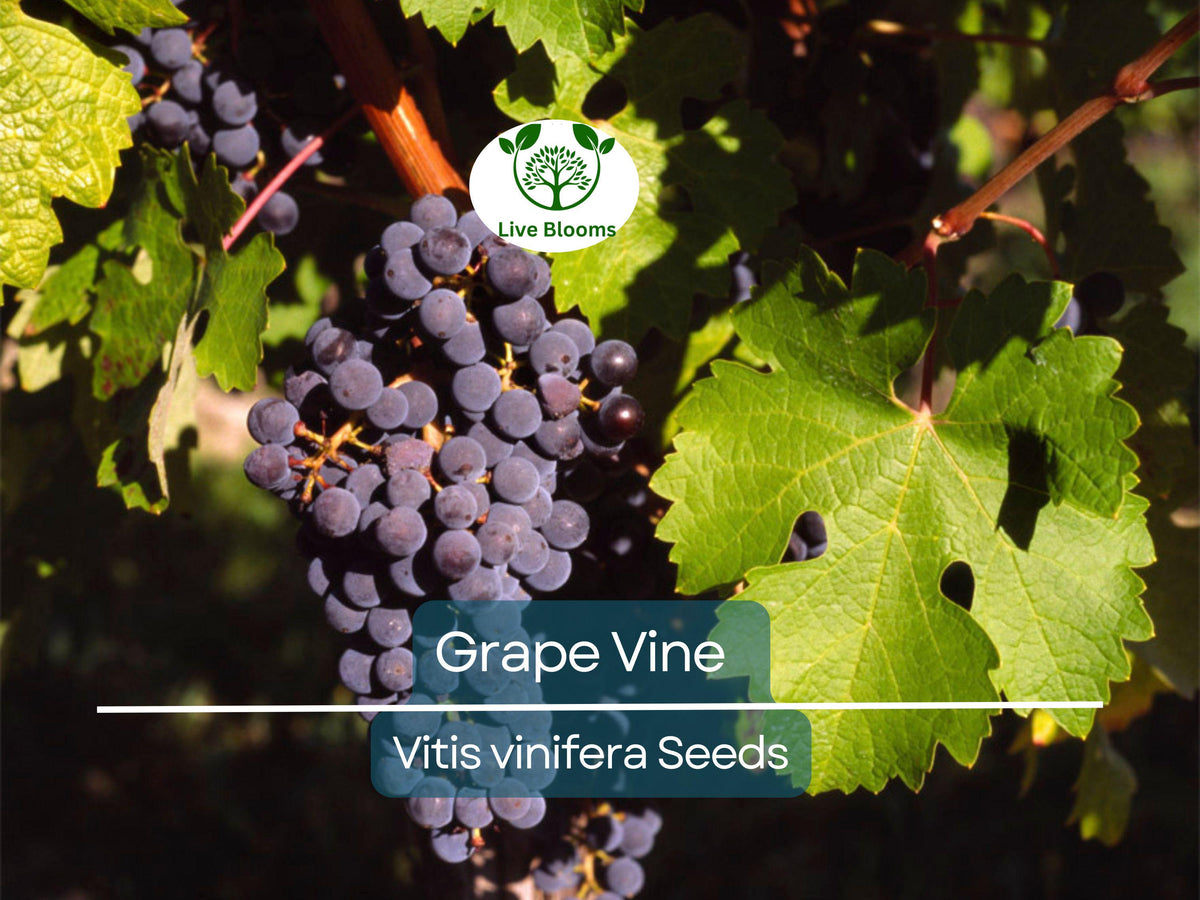 30 Grape Vine Seeds Vitis vinifera for Home Garden, Vineyard, Wine & Table Grapes, Cold-Hardy, High-Quality Fruit