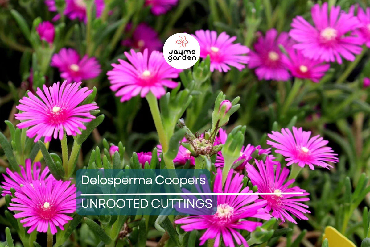 Magenta Delosperma Cooperi Hardy Ice Plant – 5 Unrooted Succulent Cuttings, Drought-Tolerant Ground Cover for Rock Gardens and Xeriscaping