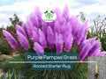 Purple Pampas Grass Plugs – Ornamental Landscaping Grass, Cortaderia selloana, 3 Pack