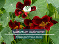 Nasturtium Seeds 10 Pack Black Velvet Edible Flowers Non-GMO Tropaeolum majus Garden Plant