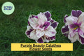 25+ Purple Beauty Calathea Seeds – Exotic Tropical Houseplant with Vibrant Foliage – Calathea spp. for Indoor & Shaded Gardens