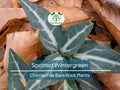 10 Spotted Wintergreen Plants Bare Root Chimaphila maculata Native Evergreen Groundcover for Shade & Woodland Gardens