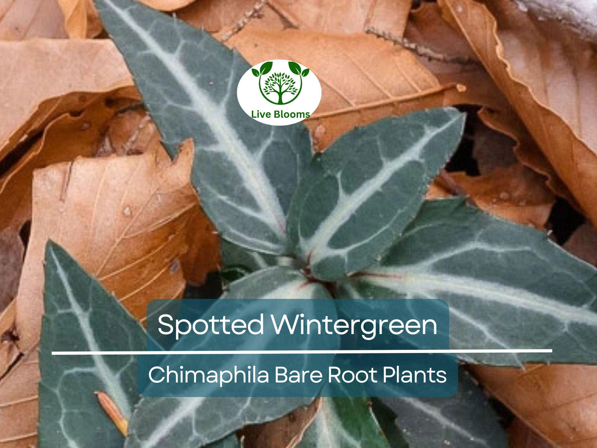 10 Spotted Wintergreen Plants Bare Root Chimaphila maculata Native Evergreen Groundcover for Shade & Woodland Gardens