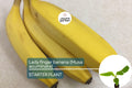 Lady Finger Banana Tree Seedling – 2’-3’ Tall, Musa acuminata, Tropical Fruit, Easy Care, Compact, Fast Growing, Edible Banana Plant