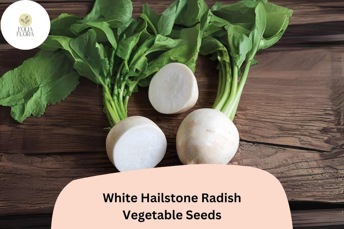 White Hailstone Radish Seeds – Heirloom Round White Raphanus sativus for Garden Planting, Crisp, Mild Flavor
