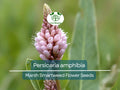 Persicaria amphibia Seeds – 500 mg Wetland & Aquatic Plant for Ponds, Gardens, Wildlife Habitats
