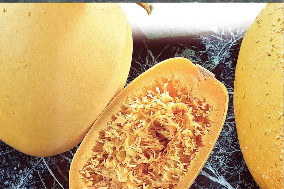 Spaghetti Winter Squash Seeds Heirloom Cucurbita pepo, 1g, Pasta-like Flesh, Golden Yellow