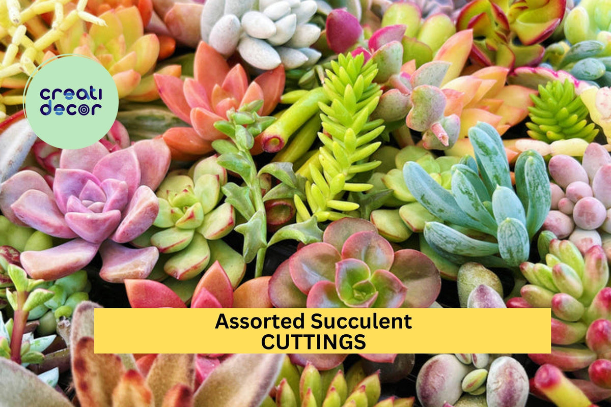 Assorted Succulent Cuttings Set – Unrooted Mixed Varieties for DIY Garden, Cactus, Echeveria, Sedum, Crassula