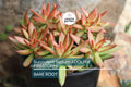 Sedum Adolphi Firestorm Succulent Cuttings – Yellow-Red Rosettes, Drought-Tolerant, Full Sun, Ground Cover, Container Plant, USDA Zones 9-11