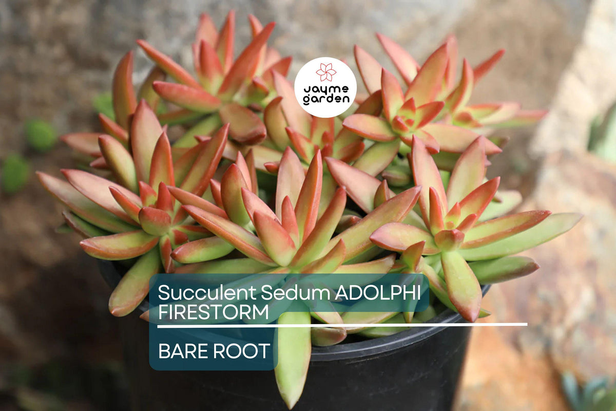 Sedum Adolphi Firestorm Succulent Cuttings – Yellow-Red Rosettes, Drought-Tolerant, Full Sun, Ground Cover, Container Plant, USDA Zones 9-11