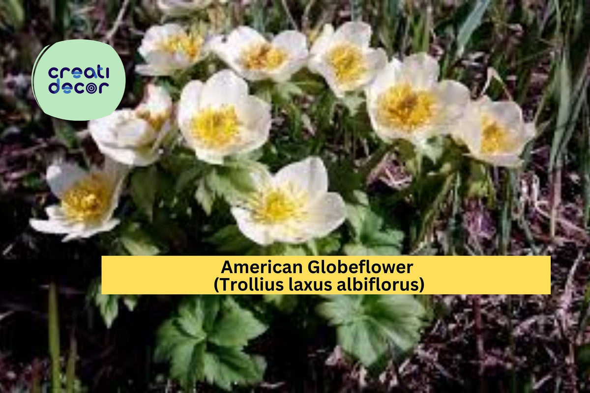American Globeflower Seeds – 50 Non-GMO Perennial Seeds for Shade Gardens, Moist Soil, White Blooms, Trollius laxus albiflorus