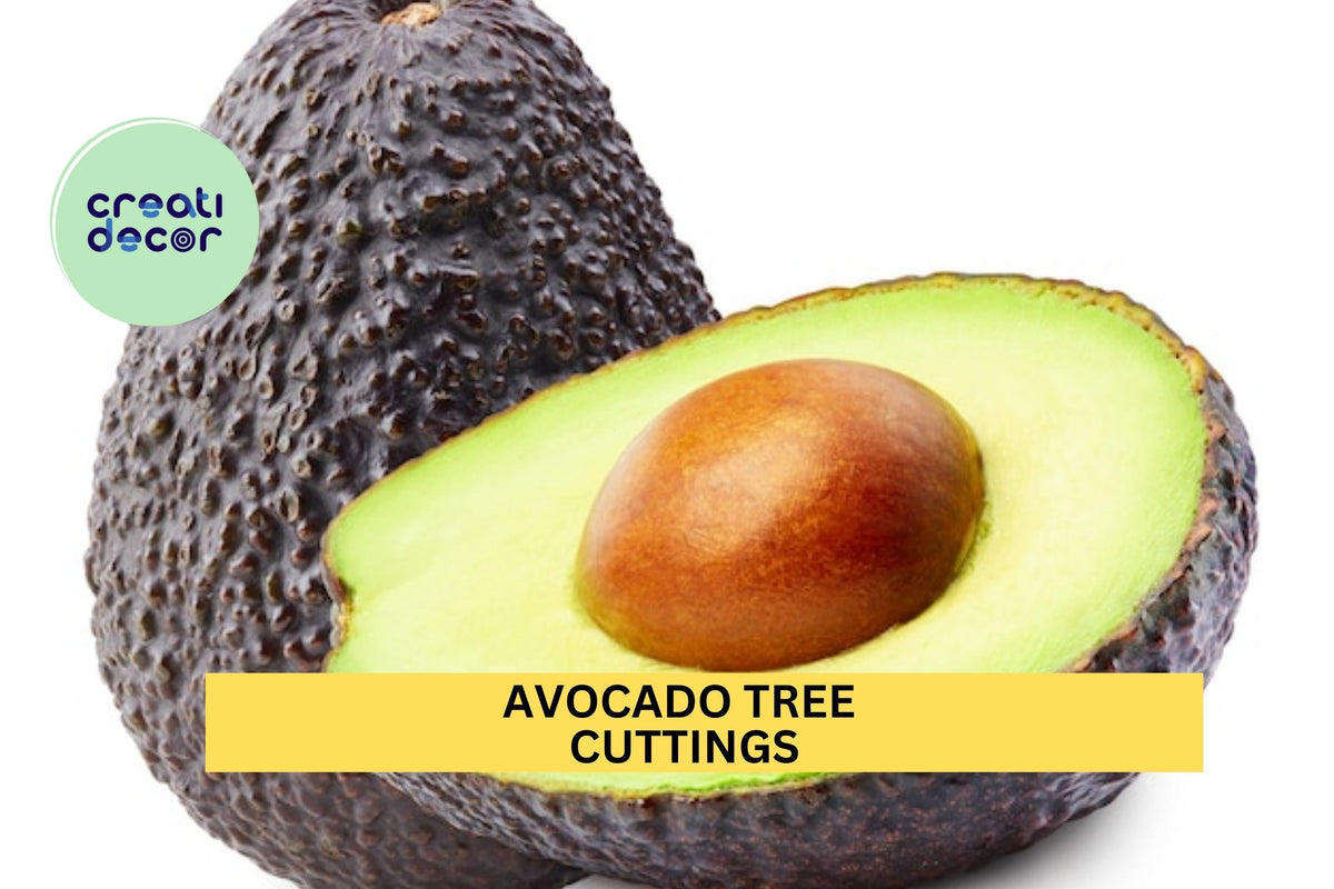 Avocado Tree Cuttings Set of 3 for Grafting or Rooting | Persea americana Propagation Material