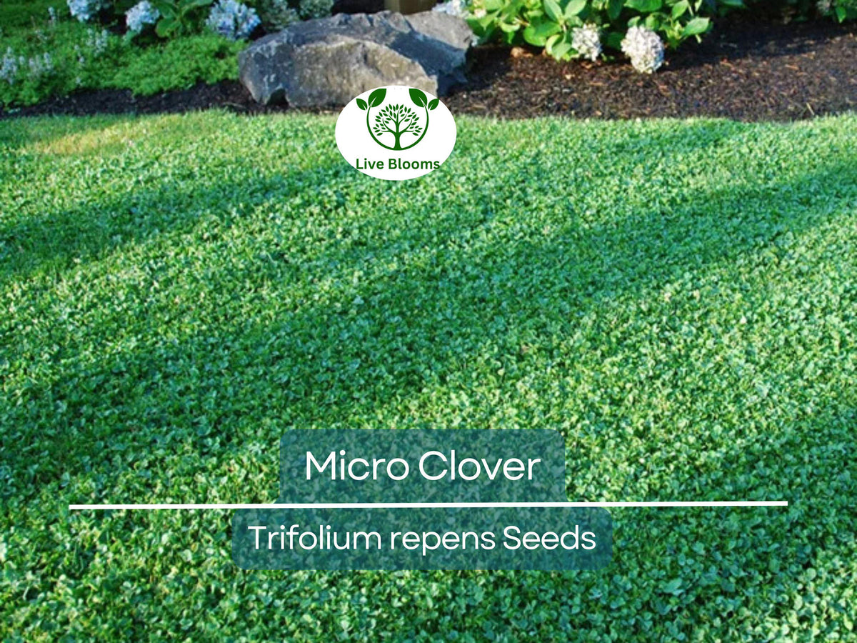 Micro Clover Seeds 5000 Non-GMO Ground Cover Lawn Alternative Eco-Friendly Low Maintenance Garden Plant