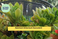 Aeonium Arboreum Succulent Cuttings – 2 Unrooted Stems for Propagation, Drought-Tolerant Green Rosette Succulent, Zones 9–11