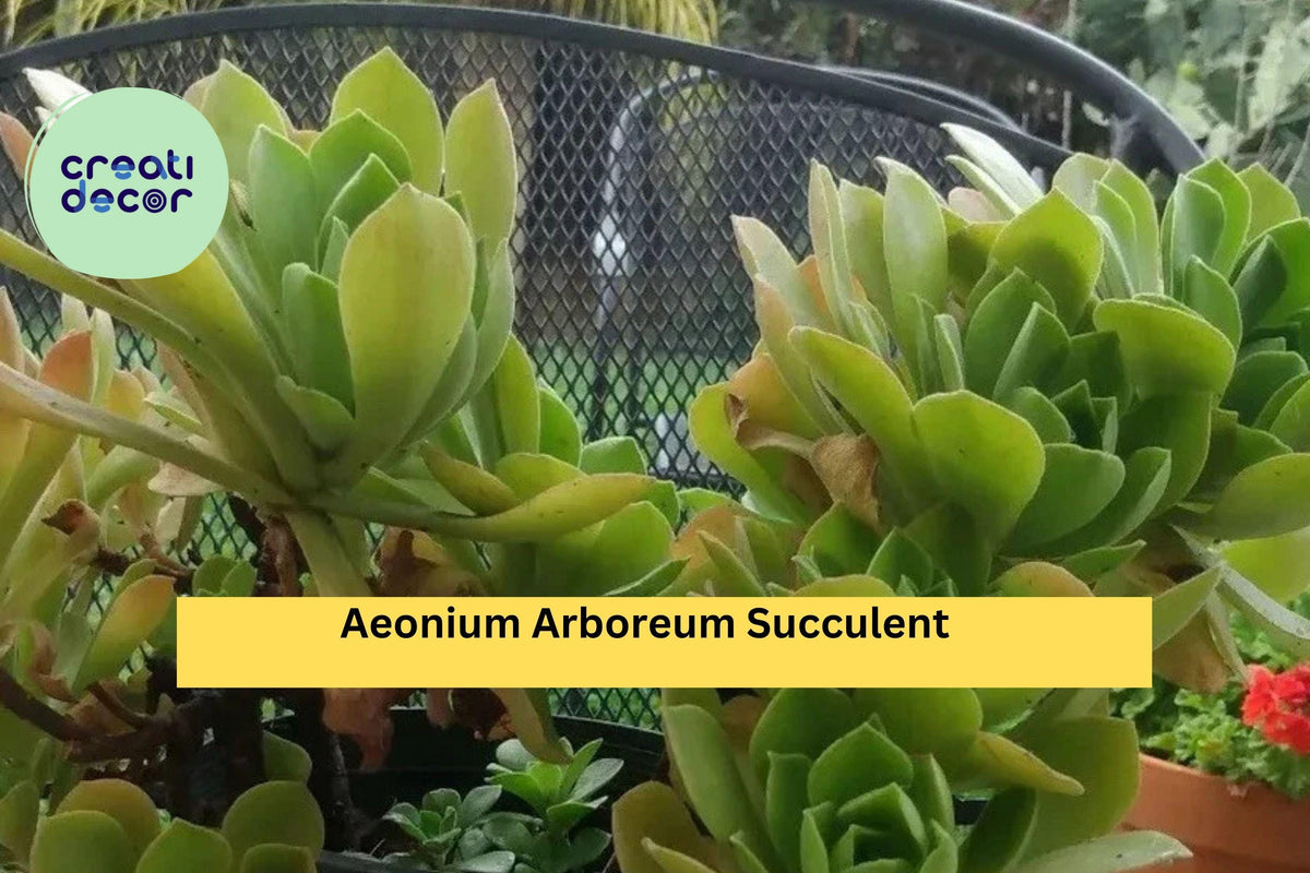 Aeonium Arboreum Succulent Cuttings – 2 Unrooted Stems for Propagation, Drought-Tolerant Green Rosette Succulent, Zones 9–11