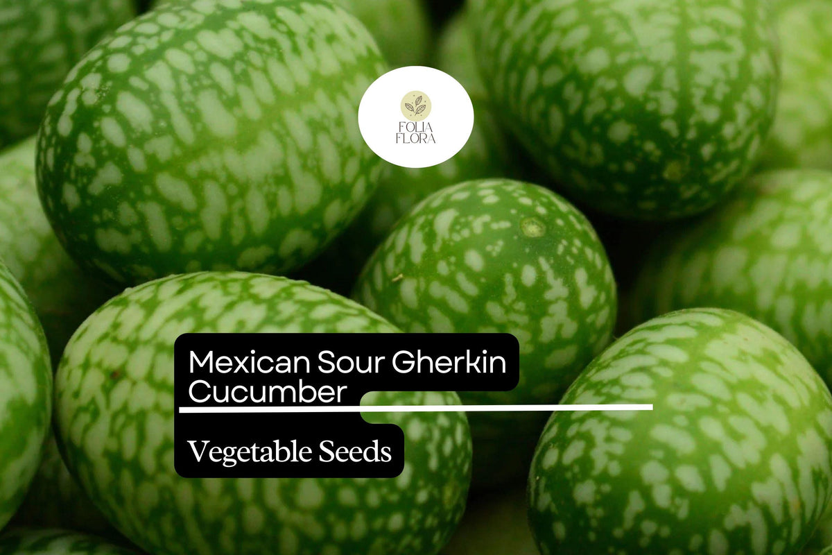 Mexican Sour Gherkin Seeds, Heirloom Melothria scabra, Tiny Grape-sized Cucumbers for Salads, Pickling & Garnishing