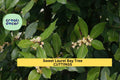 Sweet Bay Laurel Tree Cuttings – Laurus nobilis, Unrooted Herb Planting Material for Culinary Use