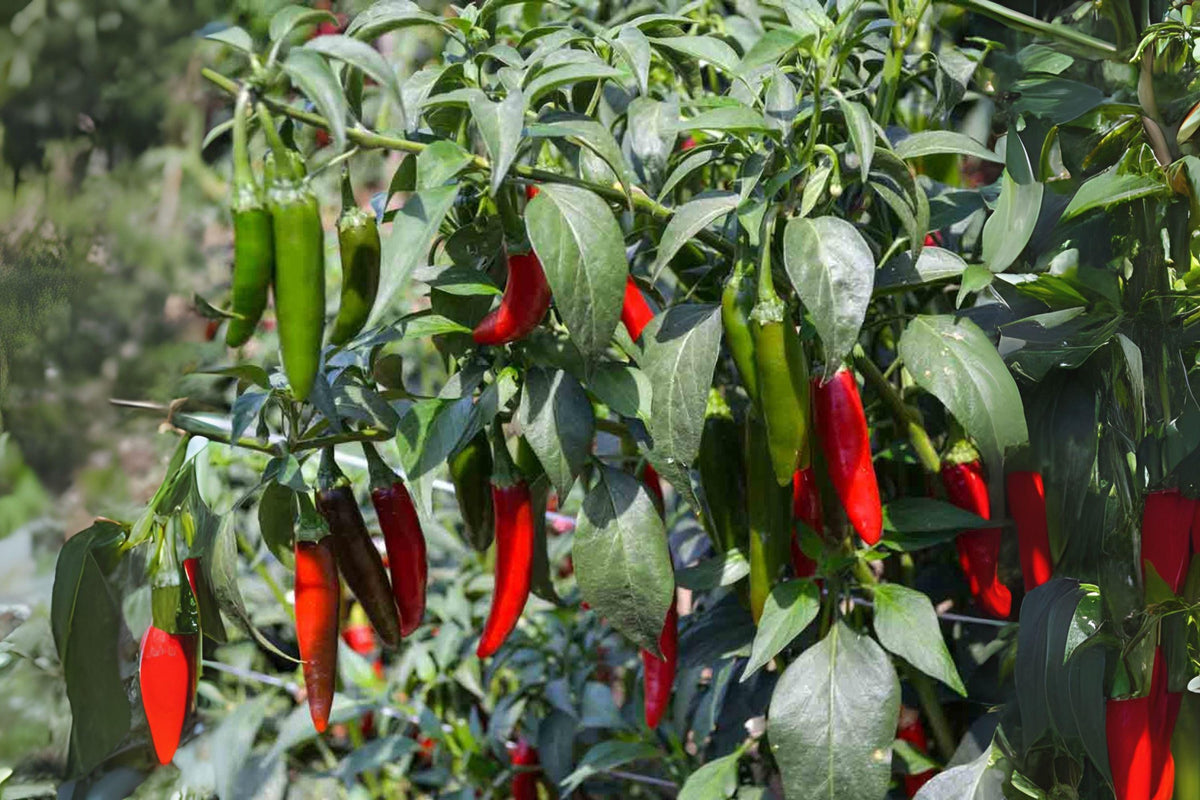 Serrano Tampiqueño Pepper Seeds – Heirloom Non-GMO Capsicum annuum for Salsas, Hot Sauces, Pickling, 250 mg