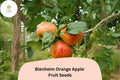 25+ Blenheim Orange Apple Seeds for Planting | Heirloom English Apple Tree | Sweet Tart Fruit | Garden Orchard Seeds