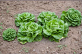 Buttercrunch Lettuce Seeds | Heirloom Butterhead Lactuca sativa | Sweet, Tender, Heat-Tolerant Leaf Lettuce | 700 Seeds