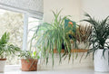 Rooted Spider Plant Cutting - Green and White Variegated Indoor Houseplant - Chlorophytum comosum