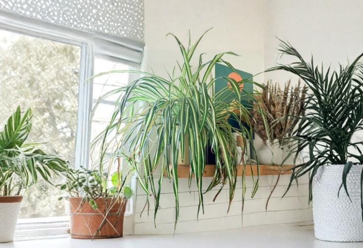 Rooted Spider Plant Cutting - Green and White Variegated Indoor Houseplant - Chlorophytum comosum