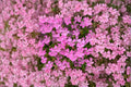 Nodding Catchfly Seeds | Silene pendula | Bright Pink Annual for Borders, Containers & Cottage Gardens