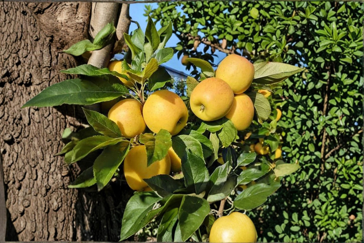 Opal Apple Tree Seeds, Malus domestica ‘Opal’, Fruit Tree Seeds for Planting, Full Sun, Deciduous Orchard Garden