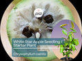 White Star Apple Tree Starter Plant - Live Chrysophyllum cainito 12-24 inch Tropical Fruit Tree for Garden & Orchard