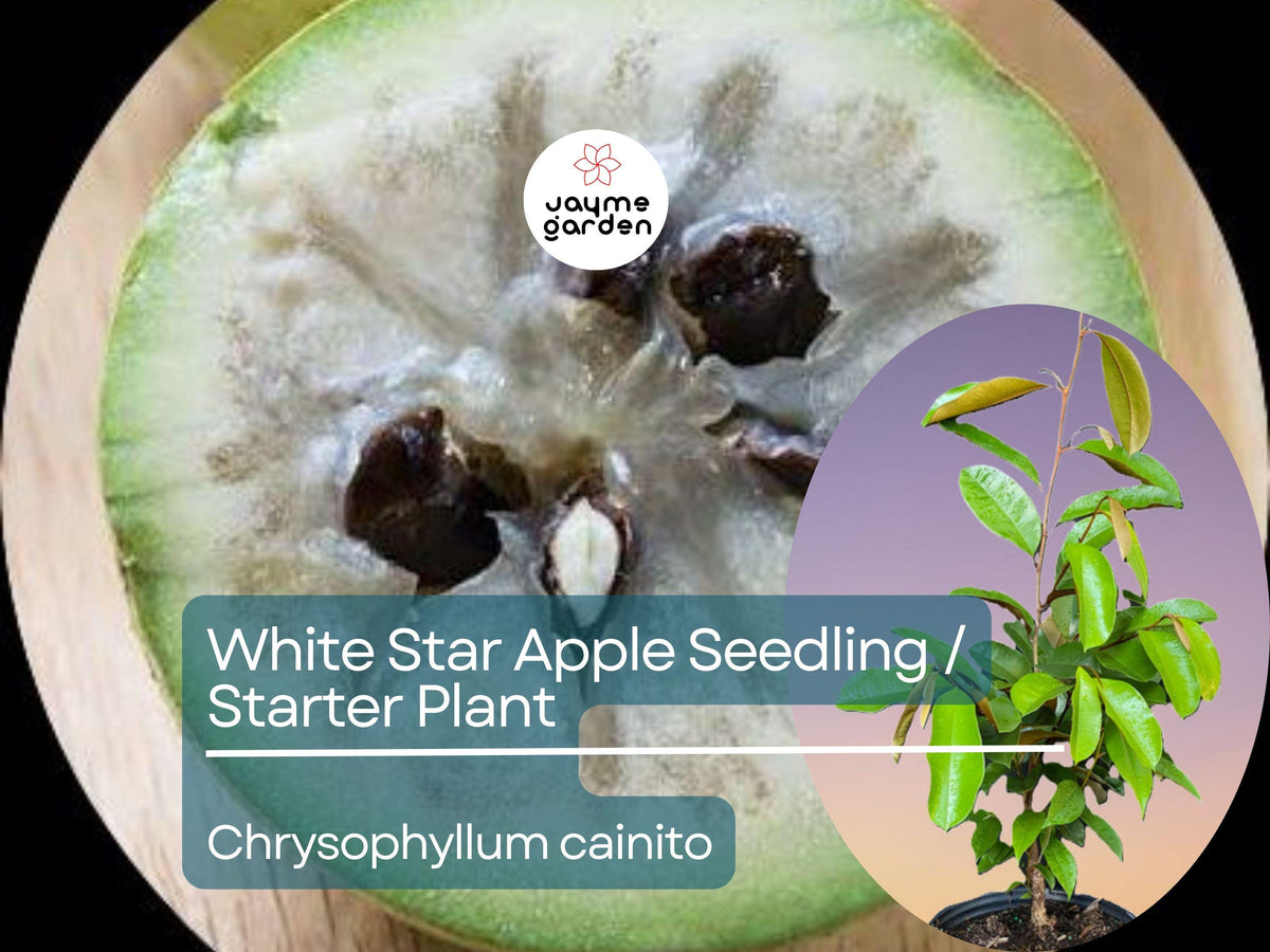 White Star Apple Tree Starter Plant - Live Chrysophyllum cainito 12-24 inch Tropical Fruit Tree for Garden & Orchard