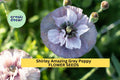 200+ Shirley Amazing Grey Poppy Seeds – Silky Lilac-Gray Blooms, Cottage Garden, Wildflower, Papaver rhoeas, Annual