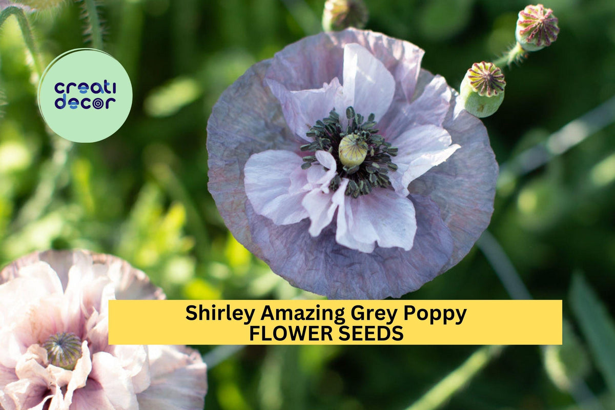200+ Shirley Amazing Grey Poppy Seeds – Silky Lilac-Gray Blooms, Cottage Garden, Wildflower, Papaver rhoeas, Annual