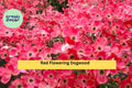Red Flowering Dogwood Tree – Bare Root 3–4 ft Tall, Cornus florida Ornamental Tree for Garden, Landscape, Four-Season Color