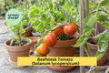 Beefsteak Tomato Live Plants Set of 2 | 6–10" Tall Solanum lycopersicum Vegetables for Garden, Patio, or Container Growing