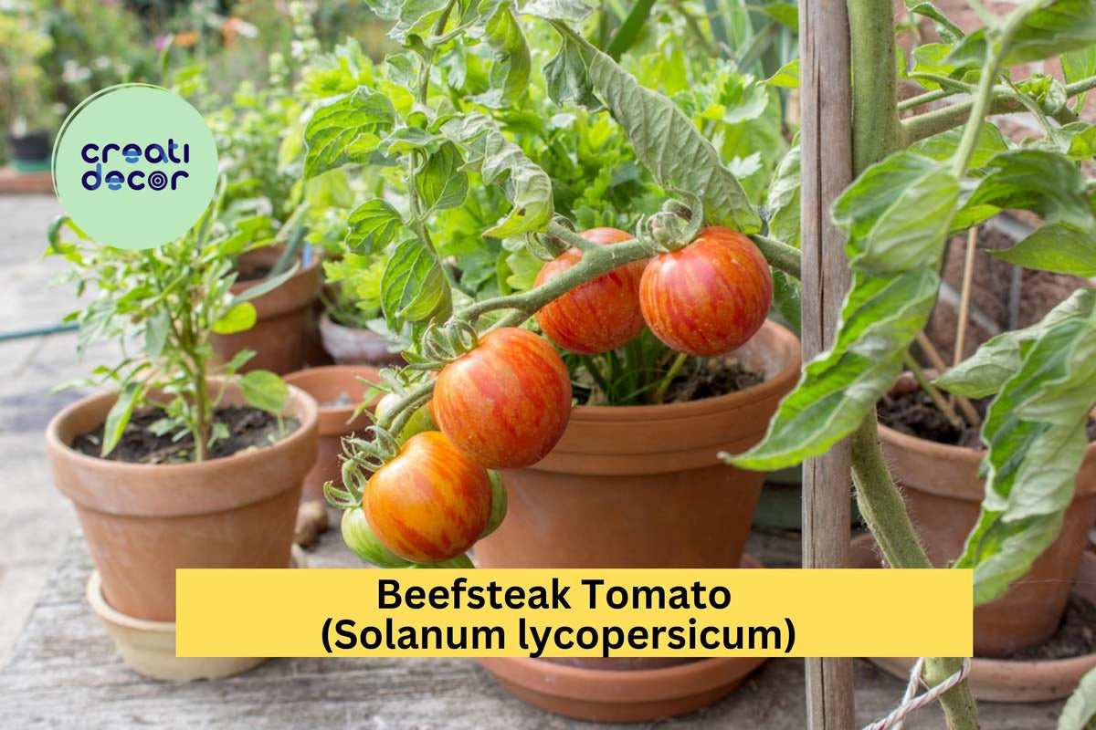 Beefsteak Tomato Live Plants Set of 2 | 6–10" Tall Solanum lycopersicum Vegetables for Garden, Patio, or Container Growing