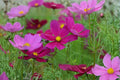 Cosmos Dazzler Seeds – Heirloom Annual Flower with Crimson Blooms, Easy to Grow, Pollinator-Friendly, 100 Seeds