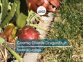 Rooted Cosmic Charlie Dragon Fruit Cuttings – 4-8 Inches, Variegated Hylocereus Undatus, Easy to Grow, Ready to Plant