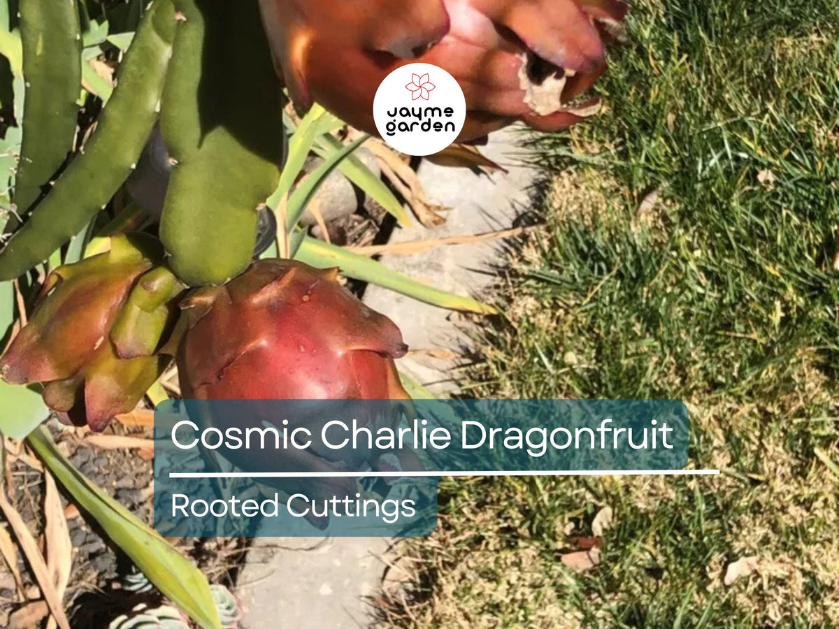 Rooted Cosmic Charlie Dragon Fruit Cuttings – 4-8 Inches, Variegated Hylocereus Undatus, Easy to Grow, Ready to Plant