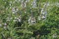 American Germander Seeds – Native Perennial Wildflower for Pollinator Gardens, Teucrium canadense, 40 Seeds