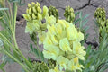 Silky Locoweed Seeds – Oxytropis sericea – Native Prairie Wildflower – Drought Tolerant Perennial Plant Seeds