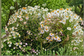 Decurrent False Aster Seeds | Native Perennial for Habitat Restoration & Pollinators | Boltonia decurrens | 500 Seeds