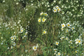 Prairie Cinquefoil Seeds – Native Perennial Wildflower for Prairie, Meadow Gardens, and Restoration | Potentilla arguta (500 Seeds)