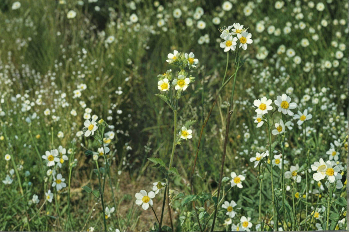 Prairie Cinquefoil Seeds – Native Perennial Wildflower for Prairie, Meadow Gardens, and Restoration | Potentilla arguta (500 Seeds)