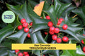 3 Pack Ilex cornuta Seeds – Chinese Holly Evergreen Shrub for Hedges, Borders, Wildlife Landscaping