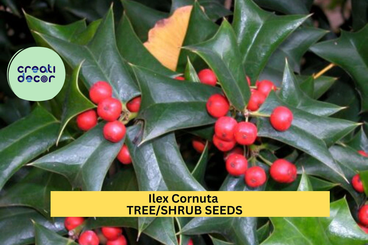 3 Pack Ilex cornuta Seeds – Chinese Holly Evergreen Shrub for Hedges, Borders, Wildlife Landscaping
