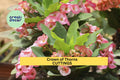 Crown of Thorns Cutting | Euphorbia Milii Succulent Starter | Drought Tolerant Bright Flowering Plant