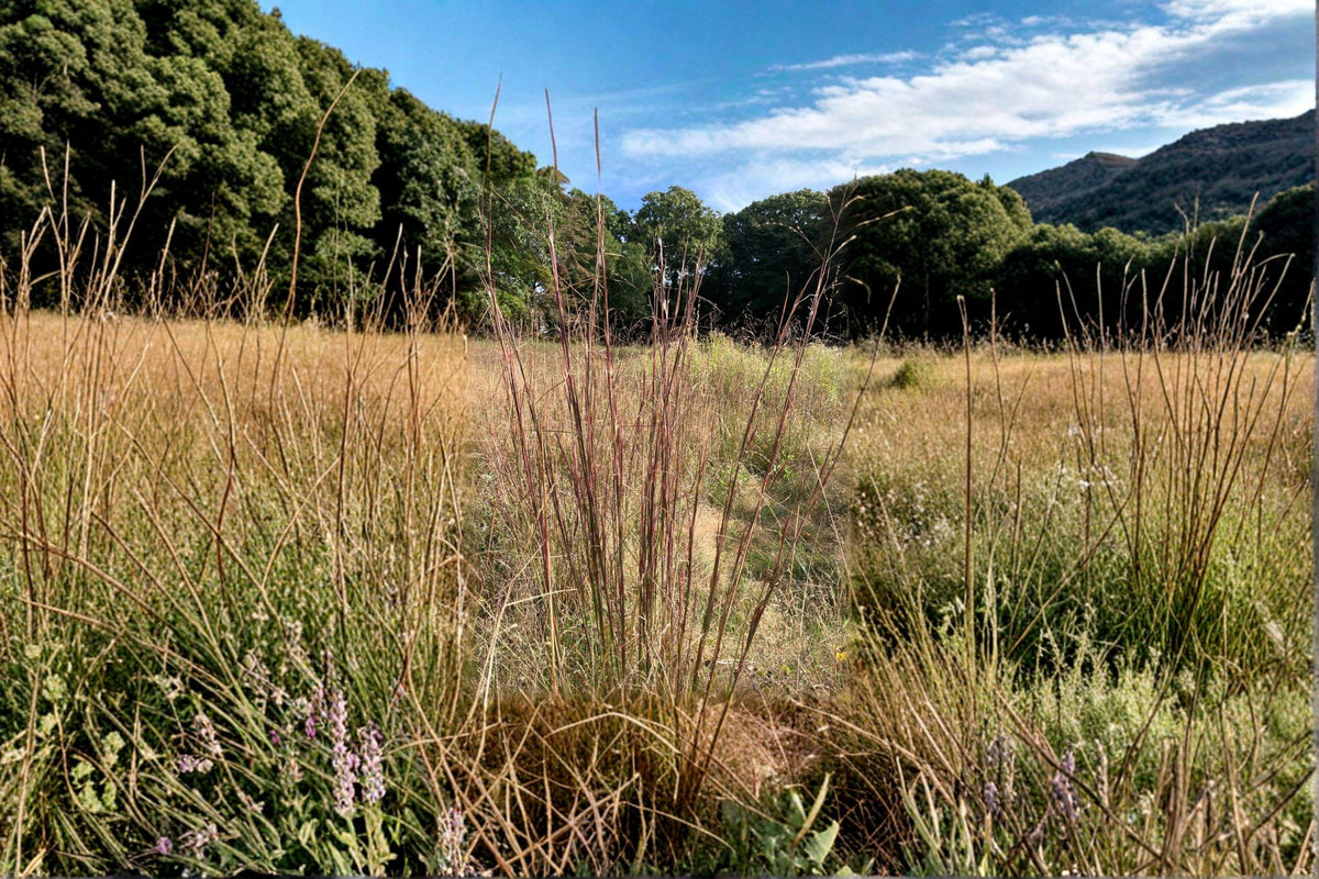 Andropogon virginicus Broomsedge Grass Seeds – Native Ornamental Prairie, Drought Tolerant, Wildflower, 100 Seeds