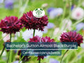 Cornflower Seeds 200 Non-GMO Bachelor's Button ALMOST BLACK Purple Centaurea Cyanus Garden Flower