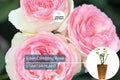 Eden Climbing Rose 1.5 Gal – Fragrant Pink Blooming Rose, Own Root, Hardy Zones 5-9, Trellis & Arch Climber, Award-Winning Rosa 'MEIviolin'